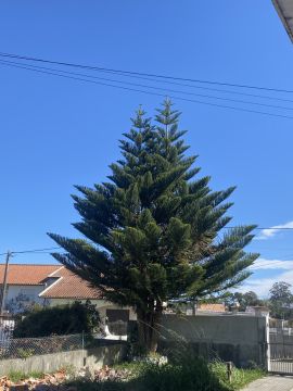 Tree Trimmer