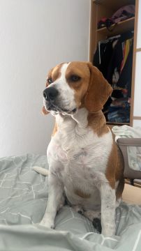 Dog Hotel