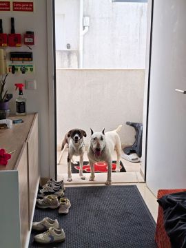 Hotel para Cães