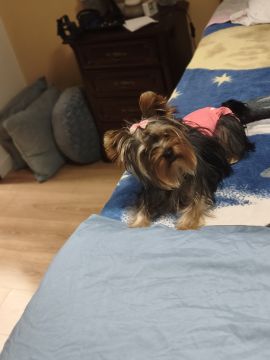 Hotel para Cães