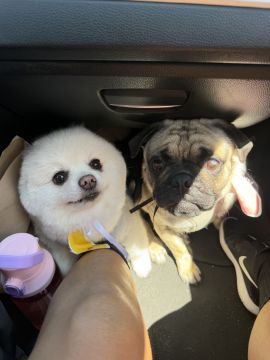 Hotel para Cães