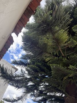 Poda e Manutenção de Árvores - Jardinagem e Relvados