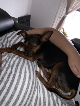 Hotel para Cães