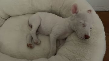 Creche para Cães