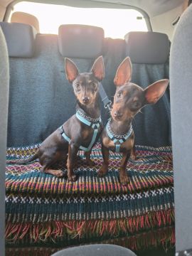 Hotel para Cães