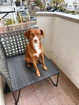 Hotel para Cães