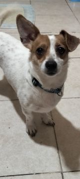 Hotel para Cães