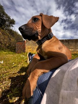 Hotel para Cães