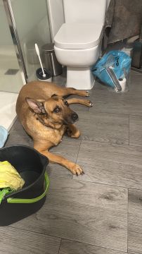 Hotel e Creche para Animais