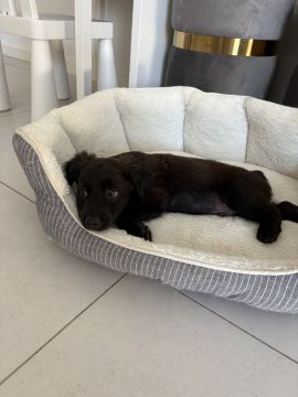 Hotel para Cães