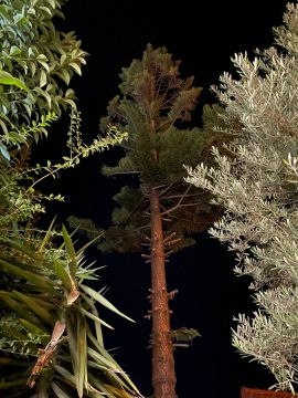 Tree Trimmer