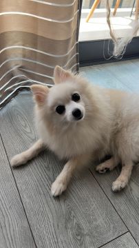 Hotel para Cães