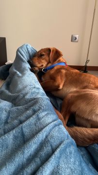Hospedaje de perros