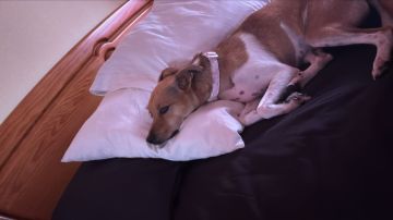 Creche para Cães