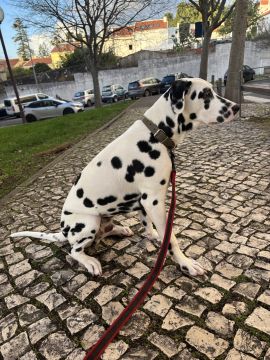 Hotel para Cães
