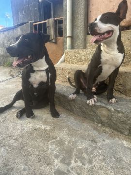 Hotel para Cães