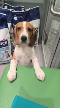 Hotel para Cães