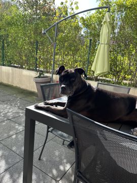 Hotel para Cães - Hotel e Creche para Animais