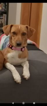 Hotel para Cães