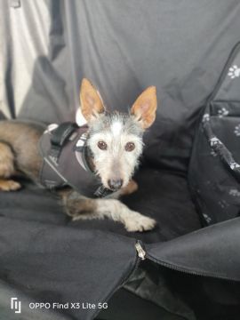 Hospedaje de perros