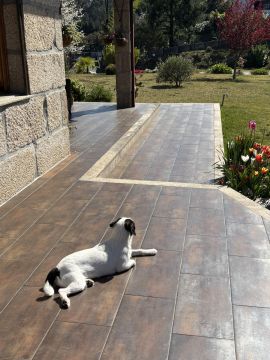 Hotel para Cães