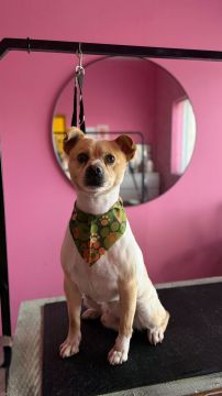 Hotel para Cães