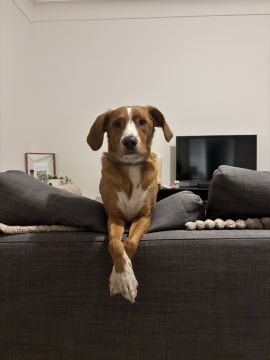 Hotel para Cães