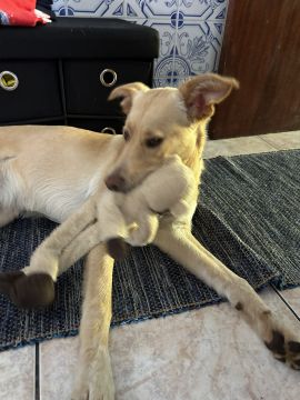 Hotel para Cães