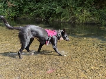 Pension pour chiens