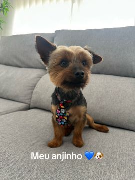 Garderie pour chiens