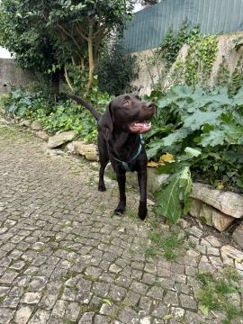 Dog Hotel - Pet Boarding and Daycare