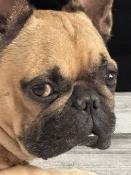 Hospedaje de perros