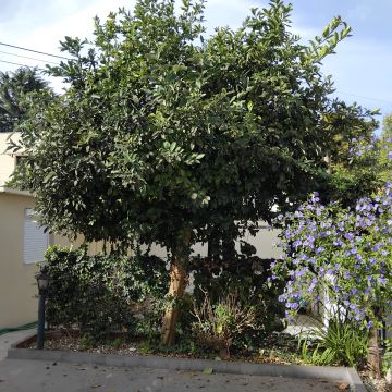 Podador de Árvores