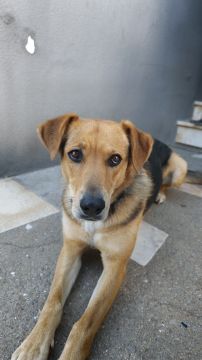 Hotel e Creche para Animais