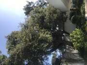 Tree Trimming and Maintenance