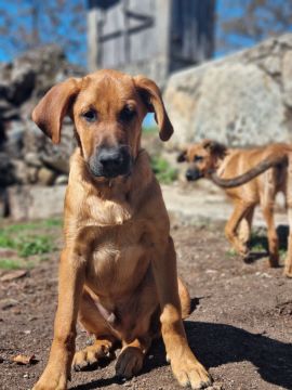 Hotel para Cães - Animais
