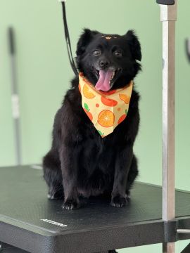 Hotel para Cães