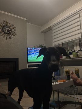 Hotel para Cães