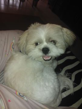 Hotel para Cães - Hotel e Creche para Animais