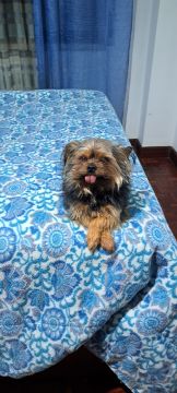 Hotel para Cães