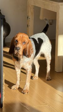 Haustierbetreuung und Tierpension