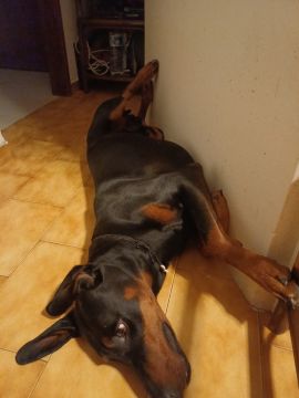 Dog Hotel