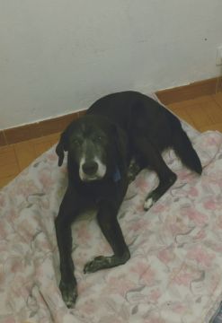 Hotel para Cães
