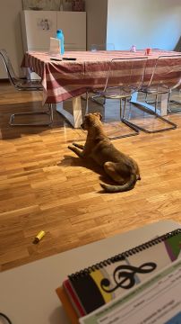 Hotel para Cães - Animais