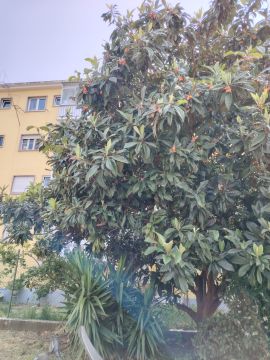 Tree Trimmer