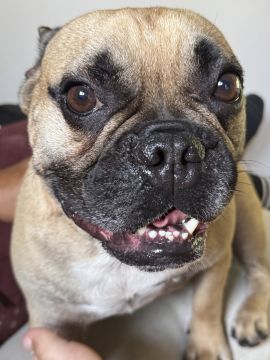 Hotel para Cães