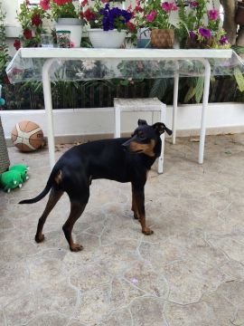 Hotel para Cães