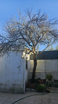 Tree Trimmer