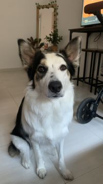 Hotel para Cães