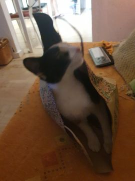 Hotel para Gatos